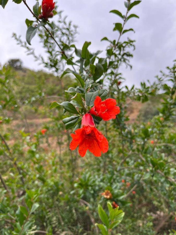 B&B Rural El Oasis Almuñécar Εξωτερικό φωτογραφία